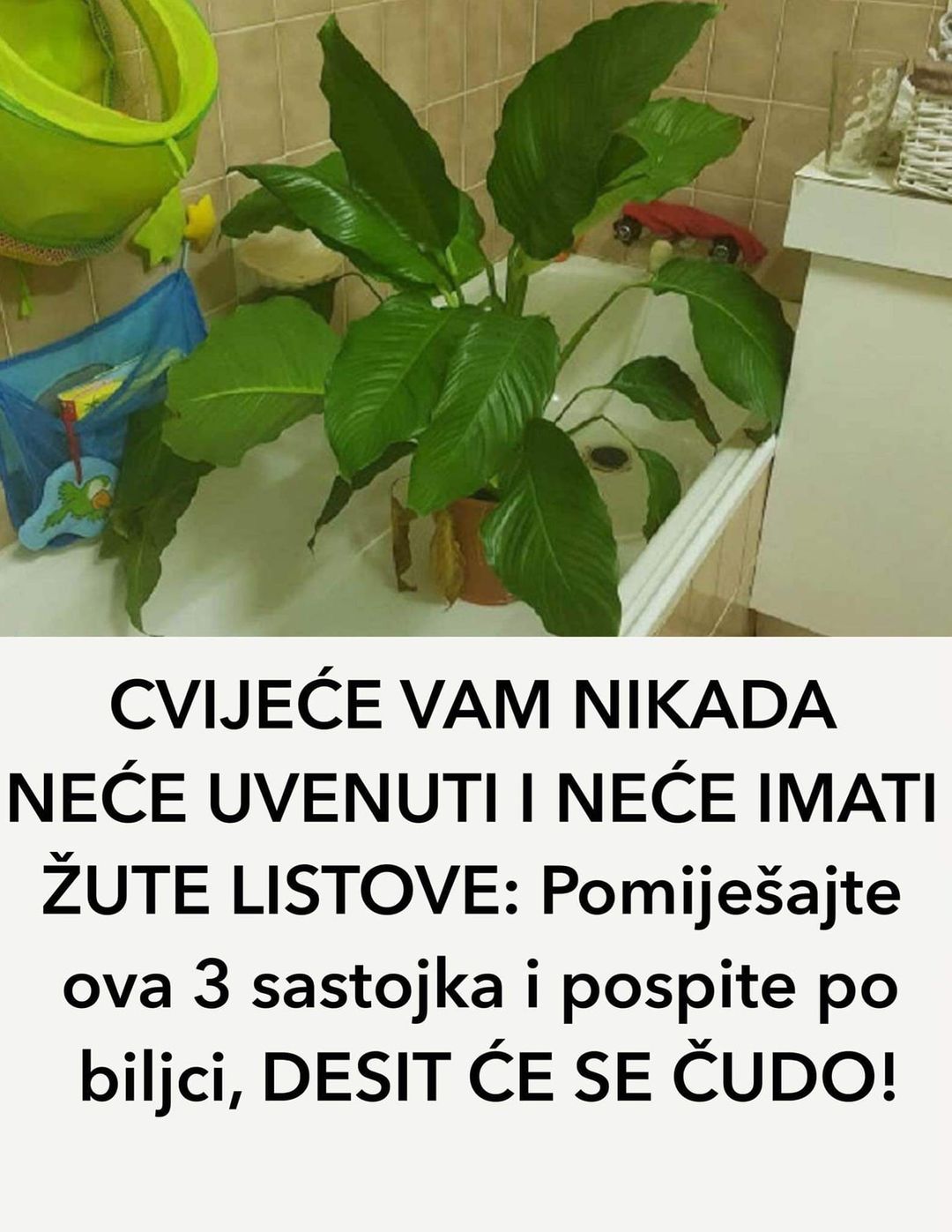 CVIJEĆE VAM NIKADA NEĆE UVENUTI I NEĆE IMATI ŽUTE LISTOVE: Pomiješajte ova 3 sastojka i pospite po biljci, DESIT ĆE SE ČUDO!